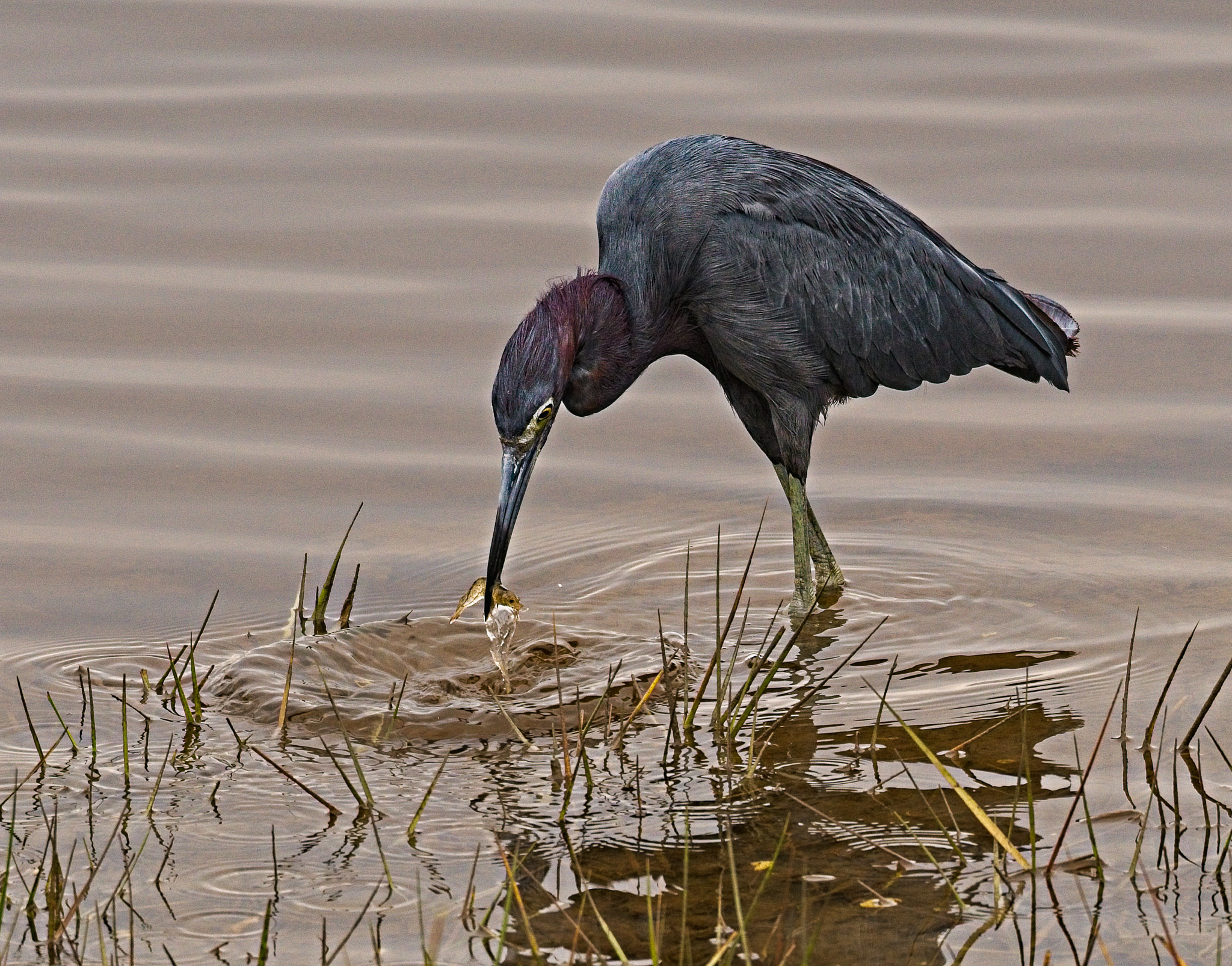 1st PrizeOpen Color In Class 1 By Dennis Roberts For Got One SEP-2025.jpg